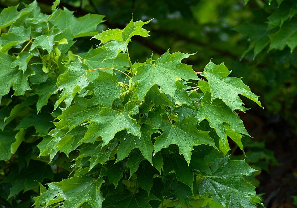 Norway maple (Acer platanoides)