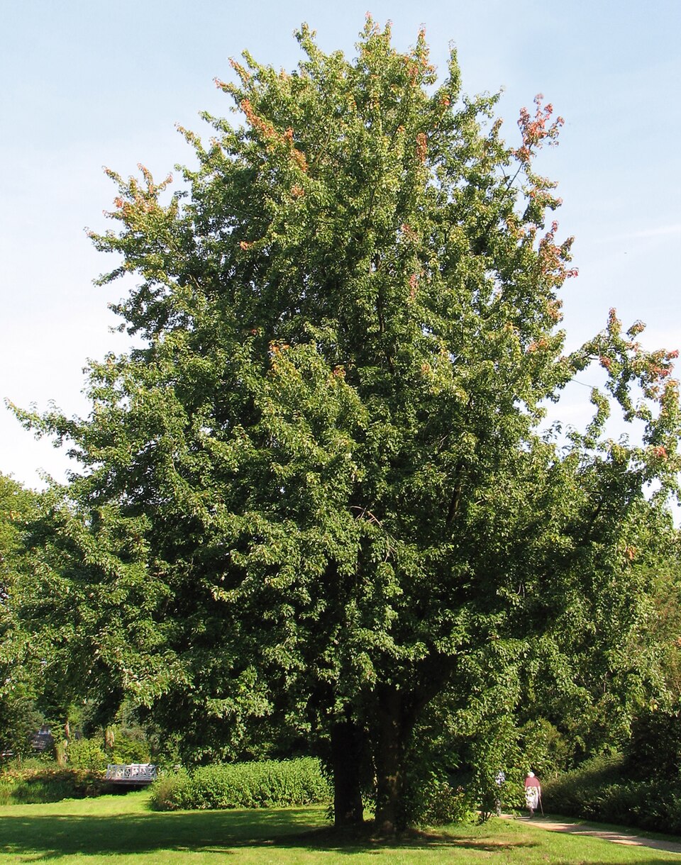 Silver maple (Acer saccharinum)