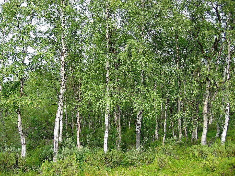 Silver birch (Betula pendula)