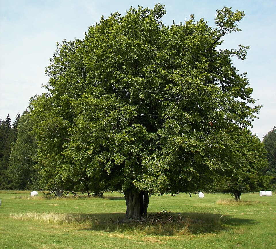 European hornbeam (Carpinus betulus)