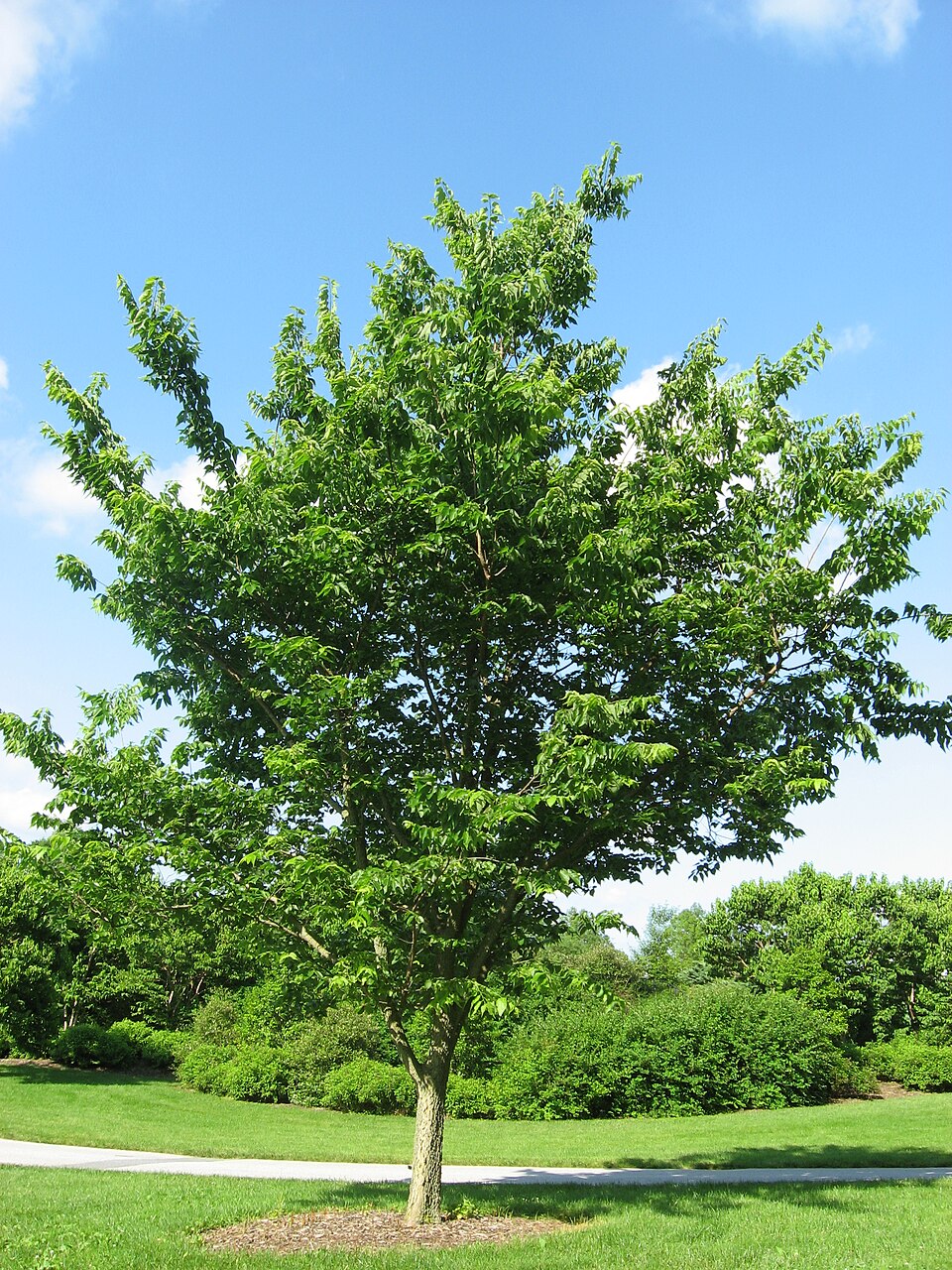 Common hackberry (Celtis occidentalis)