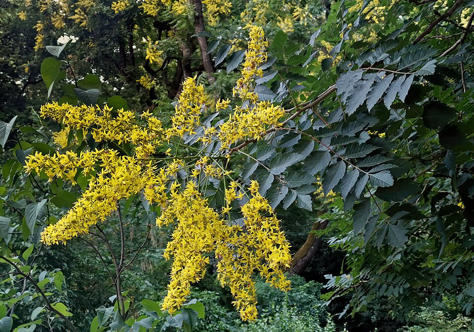 Goldenrain tree (Koelreuteria paniculata)