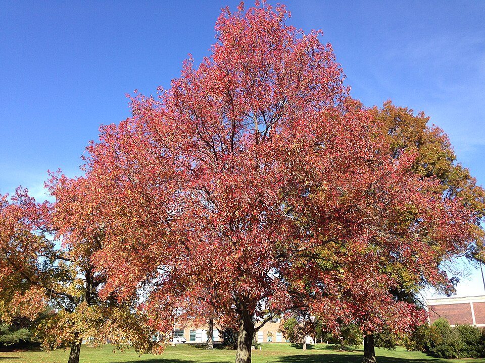 Sweetgum (Liquidambar styraciflua)