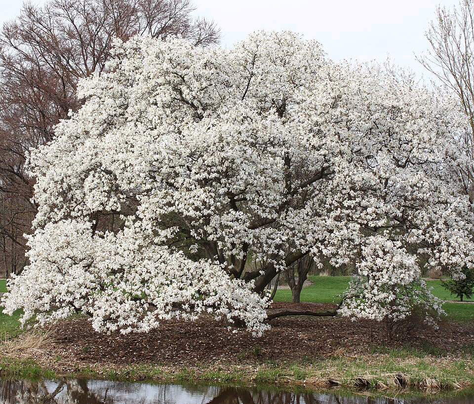 Kobus magnolia (Magnolia kobus)