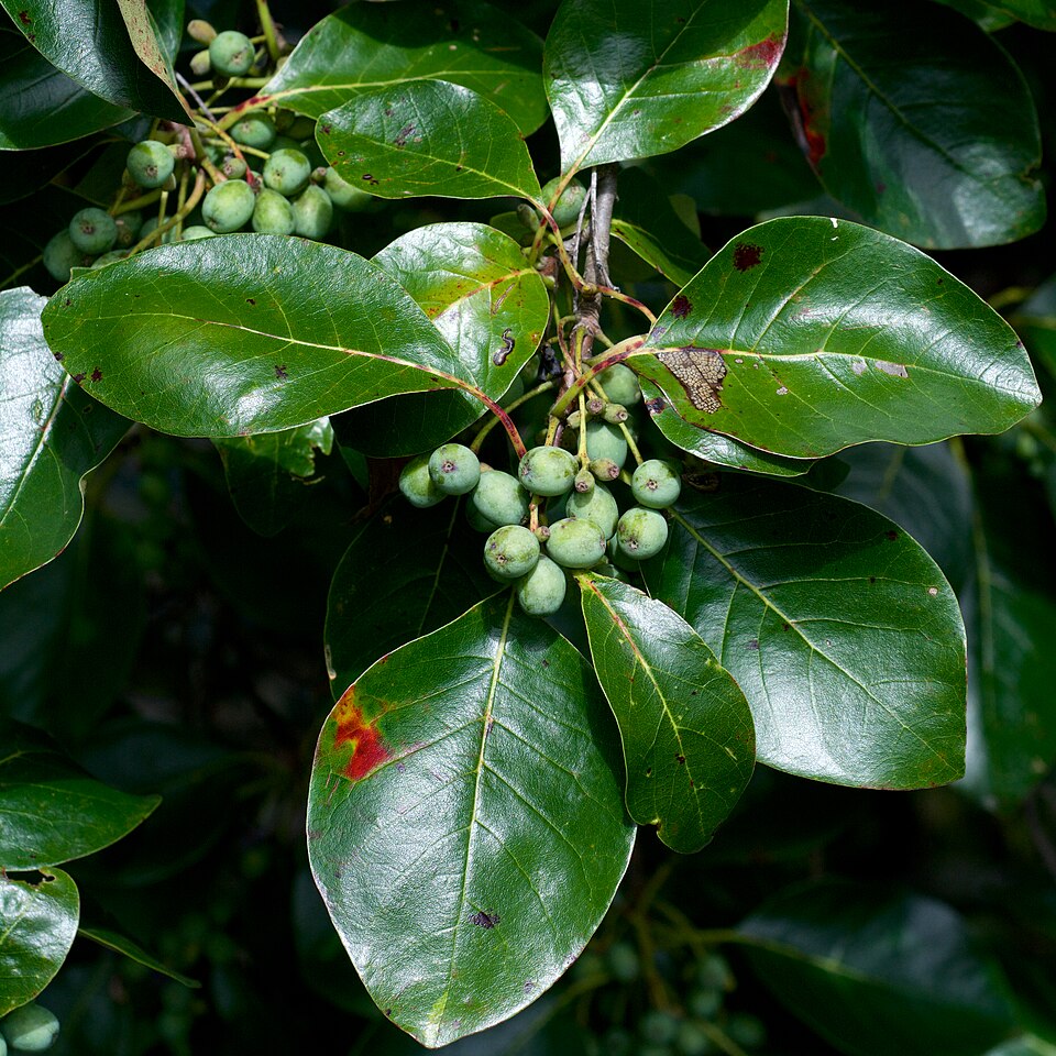Black tupelo (Nyssa sylvatica)