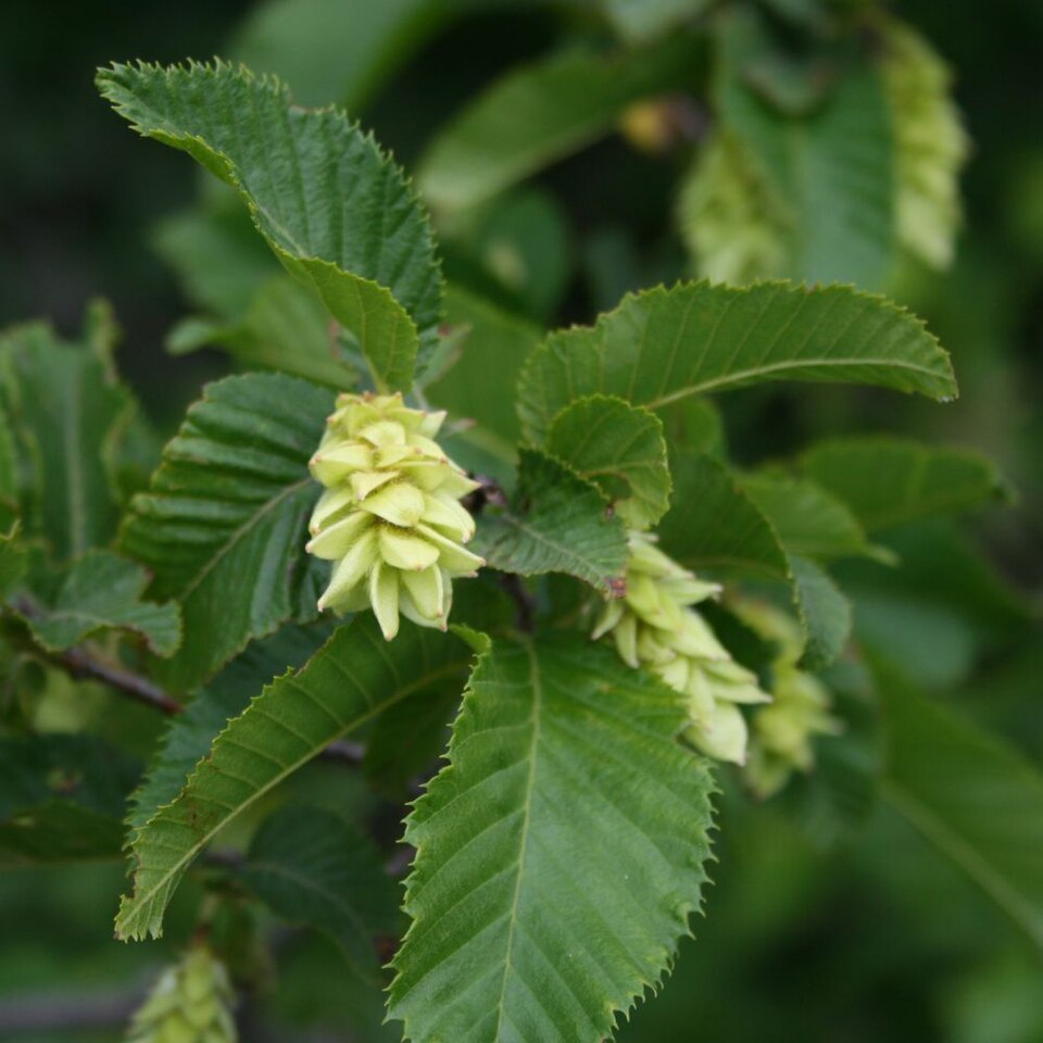 Hop hornbeam (Ostrya carpinifolia)