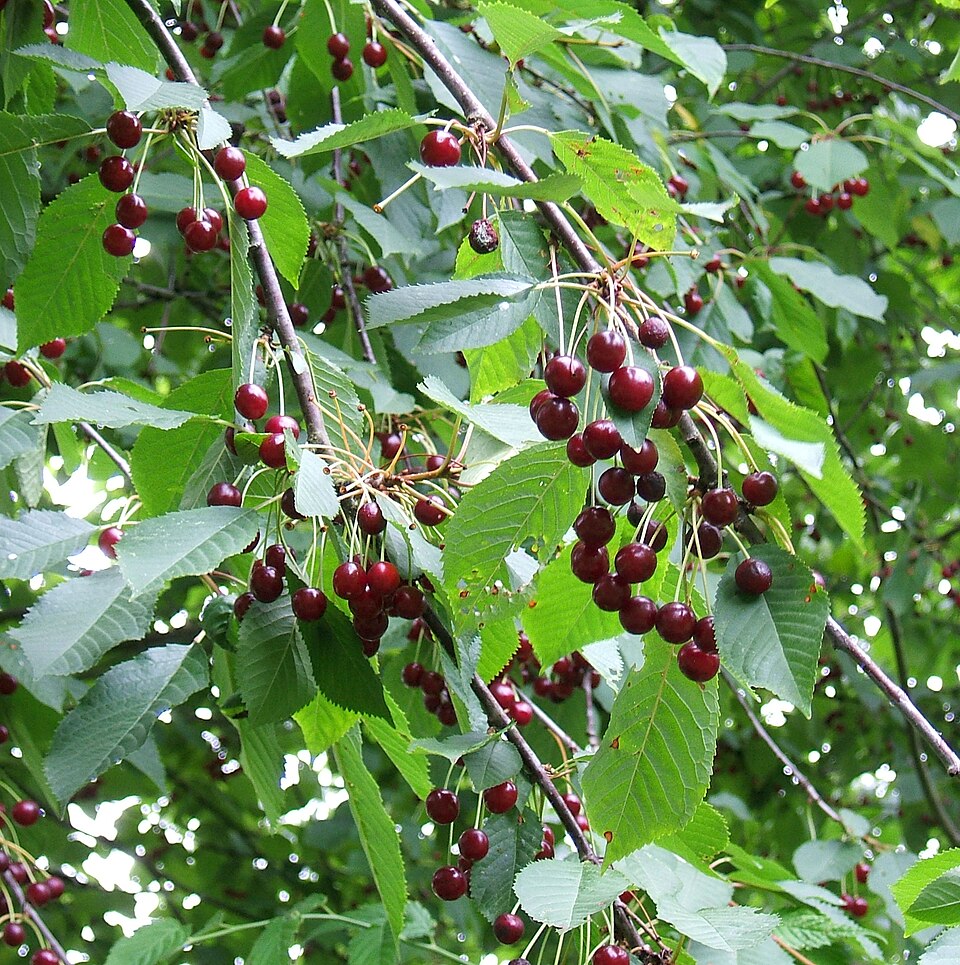 Wild cherry (Prunus avium)