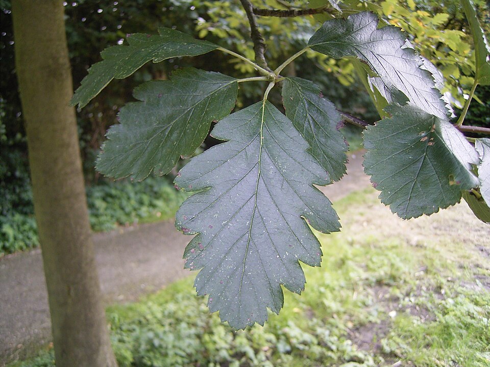 Swedish whitebeam (Sorbus intermedia)