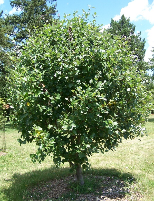 Service tree of Fontainebleau (Sorbus latifolia)