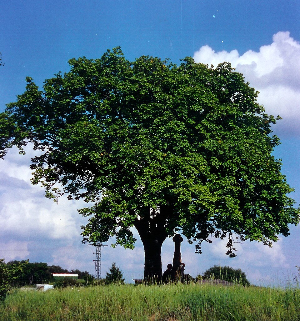 Wild service tree (Sorbus torminalis)