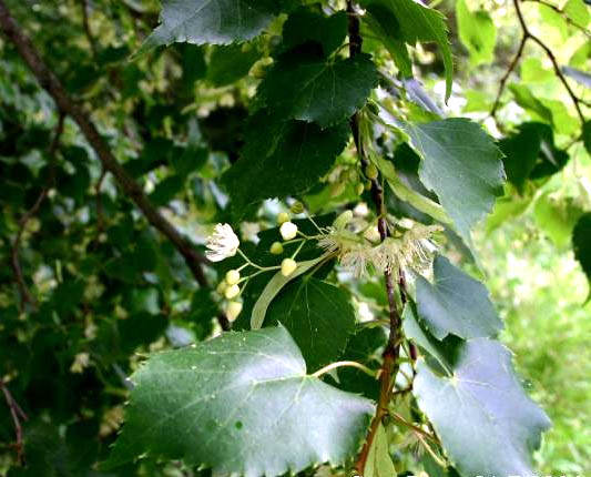 Small-leaved lime (Tilia cordata)